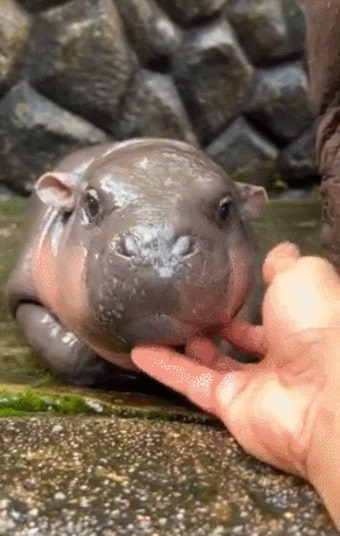 태어난지 얼마 안됀 아기 하마