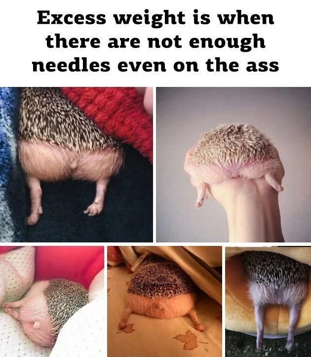 고슴도치 비만 판별법