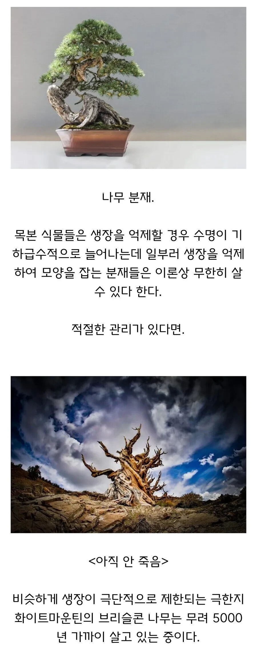 이론상 수명이 무한대라는 나무