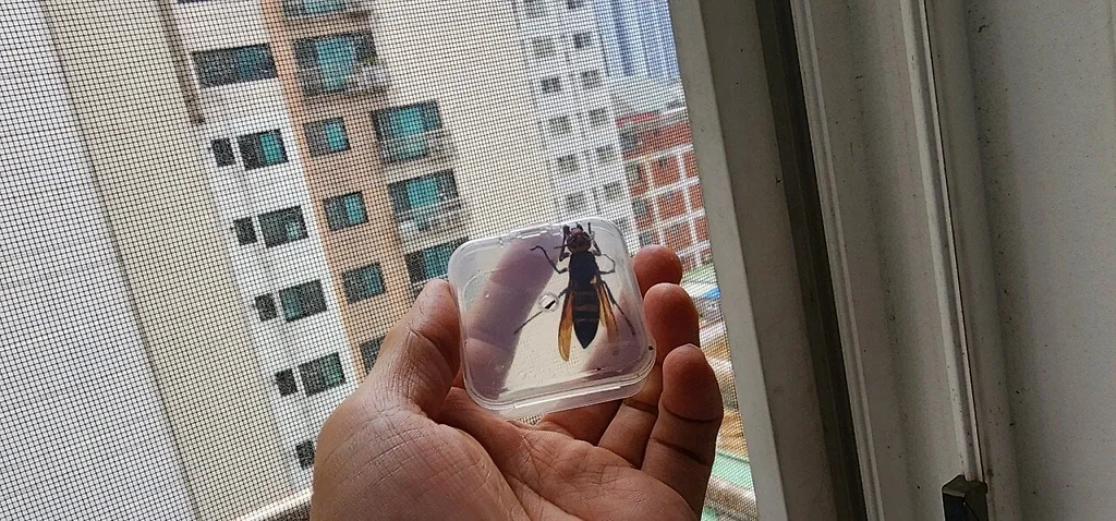 아파트에 무단 침입한 장수말벌의 최후.jpg