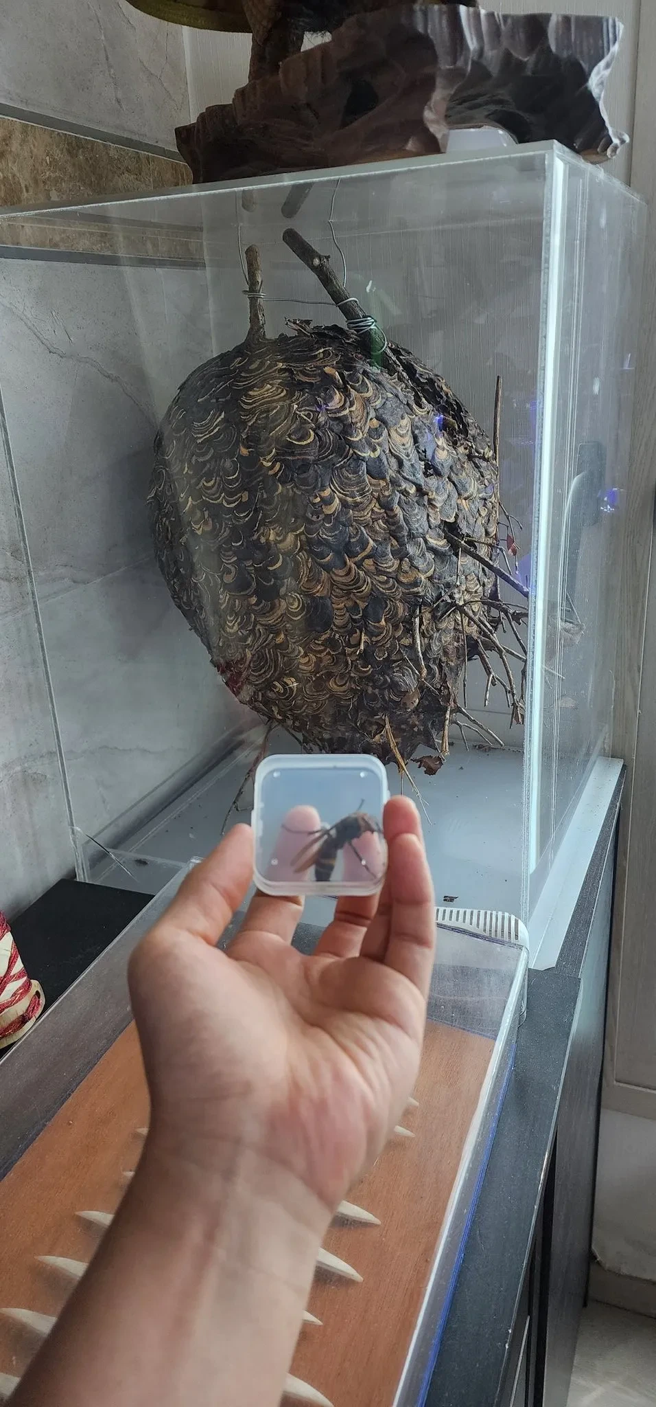 아파트에 무단 침입한 장수말벌의 최후.jpg