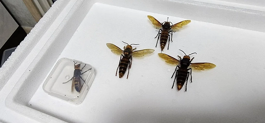 아파트에 무단 침입한 장수말벌의 최후.jpg