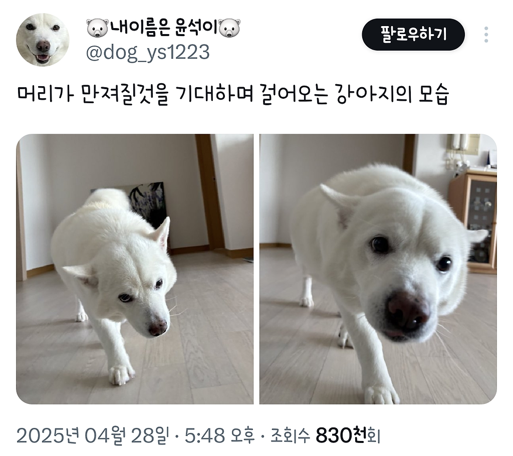 머리가 만져질것을 기대하며 걸어오는 강아지의 모습