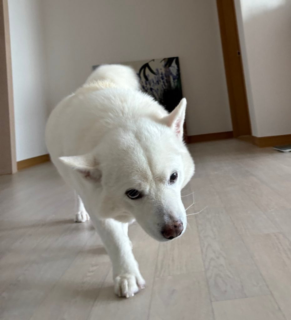 머리가 만져질것을 기대하며 걸어오는 강아지의 모습