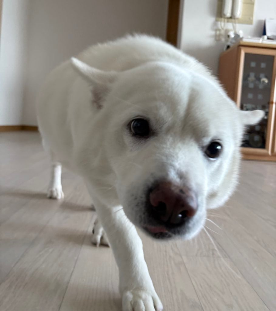 머리가 만져질것을 기대하며 걸어오는 강아지의 모습