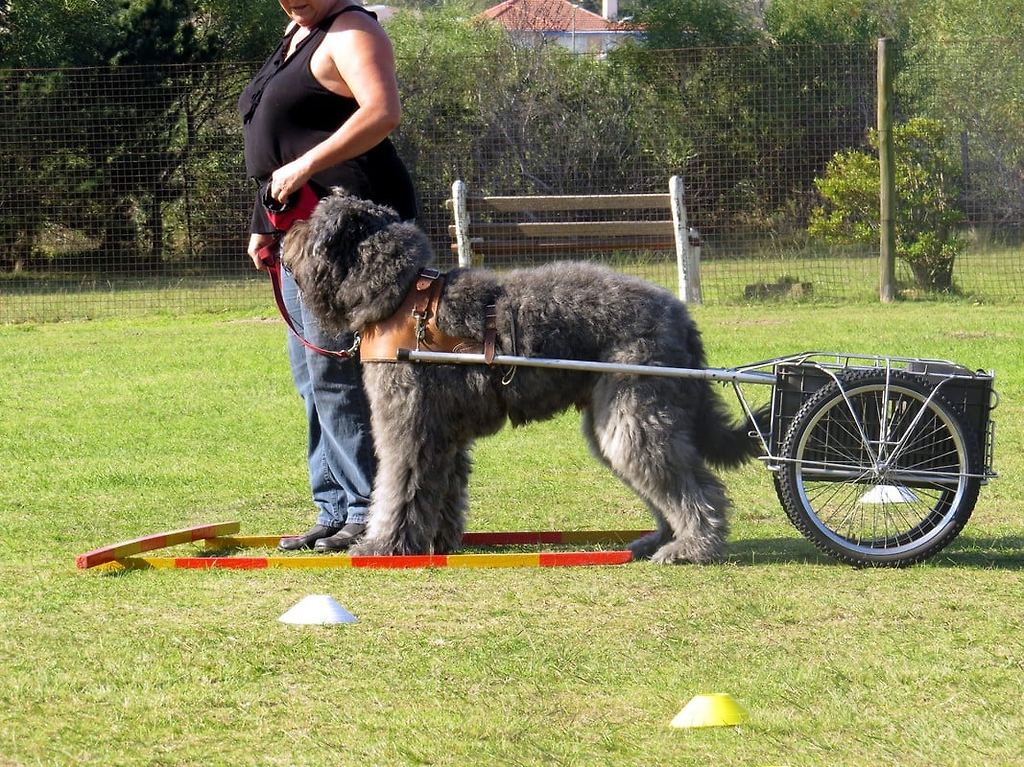 플랜더스의 개 실제견종