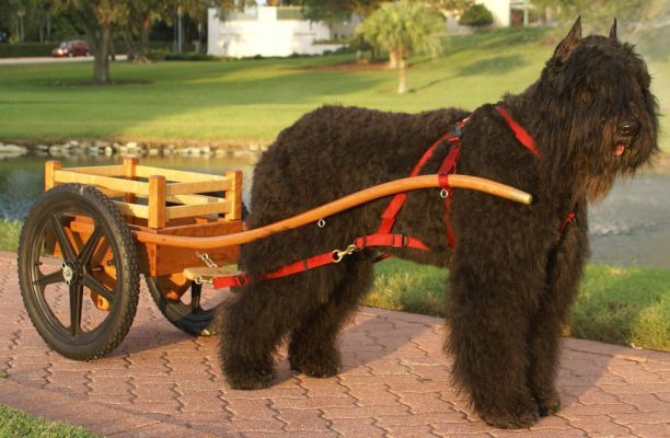 플랜더스의 개 실제견종