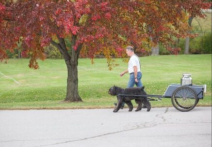플랜더스의 개 실제견종
