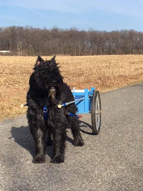 플랜더스의 개 실제견종