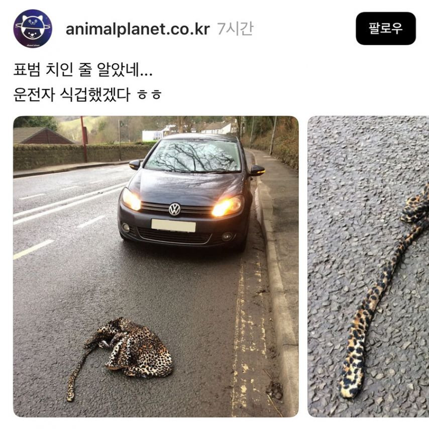 로드킬 당한 표범