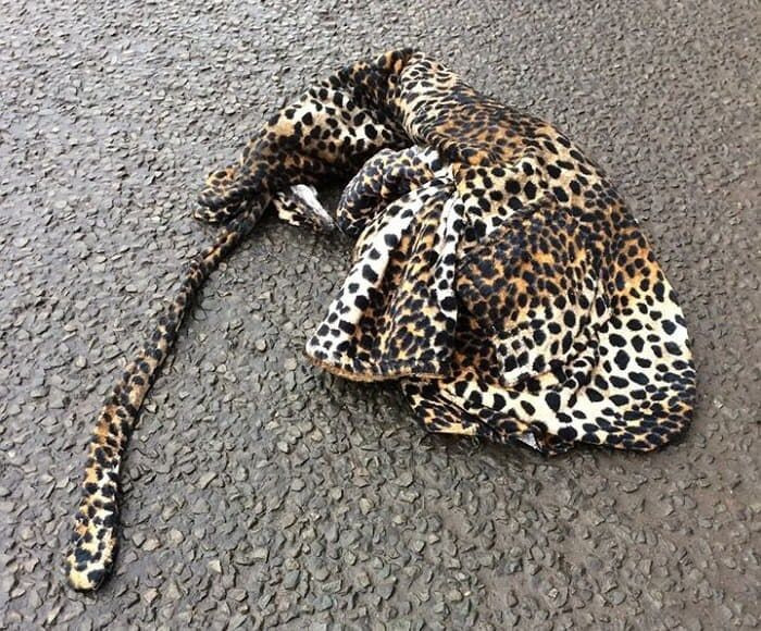 로드킬 당한 표범