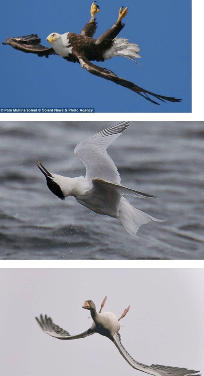 새들이 누워서 나는 이유