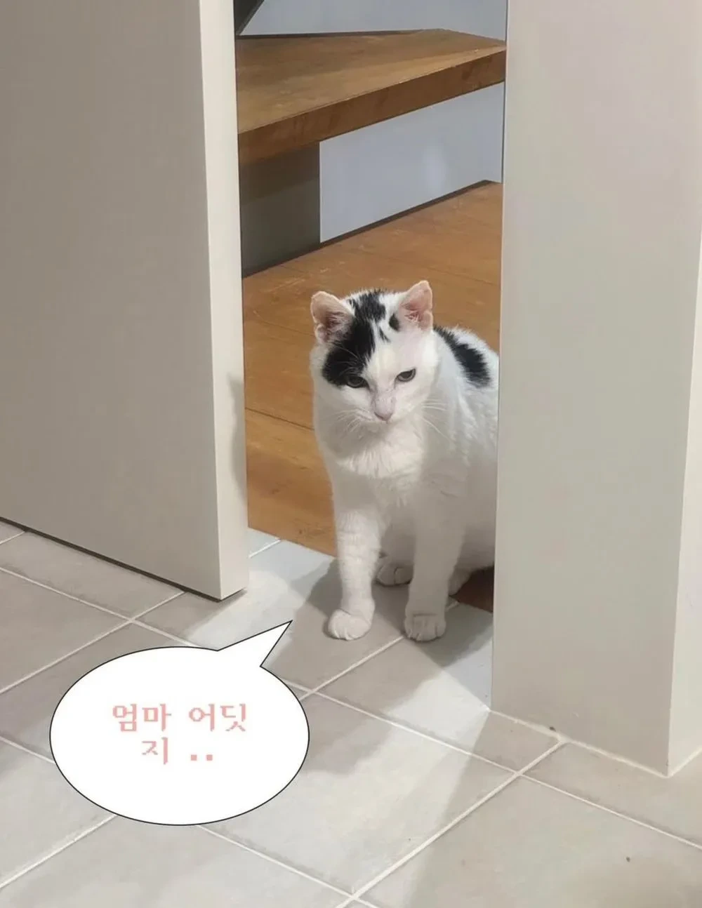 길에 버려진 고양이를 키운 결과