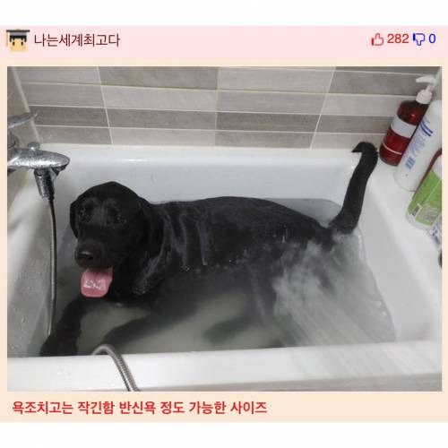 리트리버 씻는 거 어렵지 않음