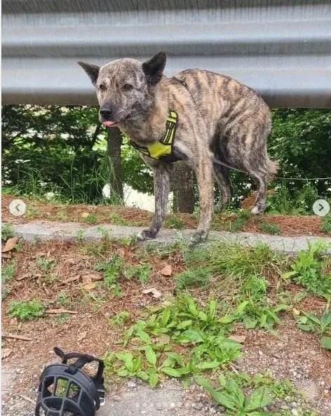 탄천주차장 버려진강아지 후기