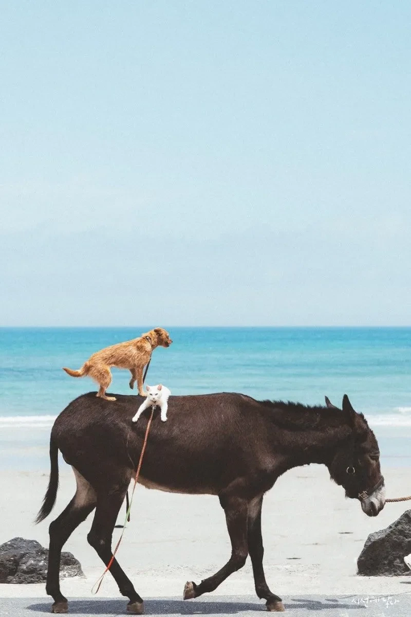 제주 브레멘 음악대