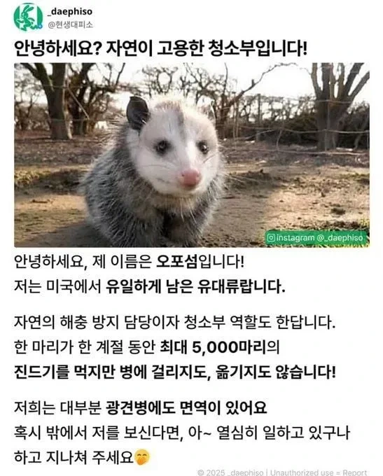 미국에서 유일하게 남은 유대류