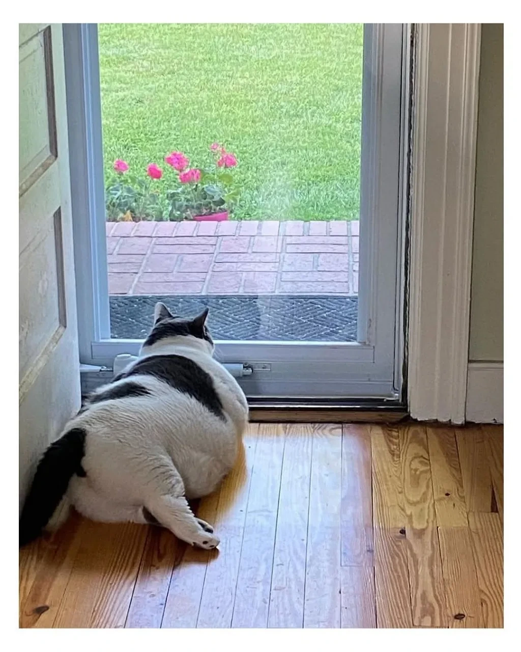 미국의 18kg 뚱냥이