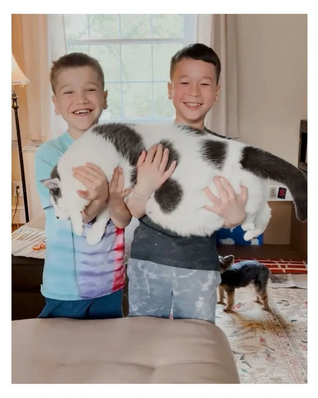 미국의 18kg 뚱냥이