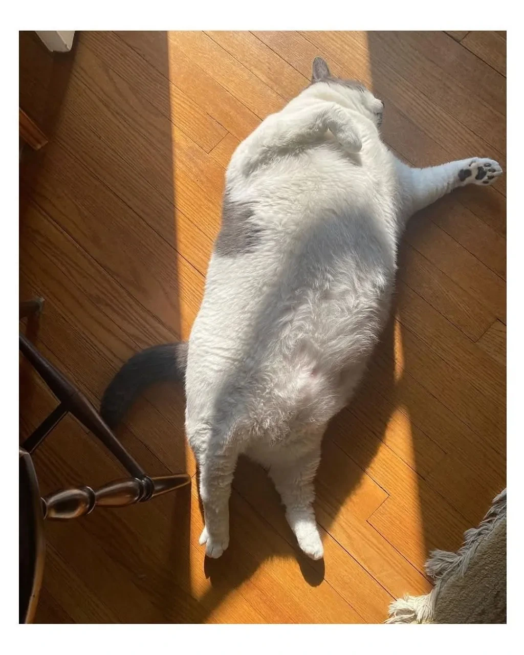 미국의 18kg 뚱냥이