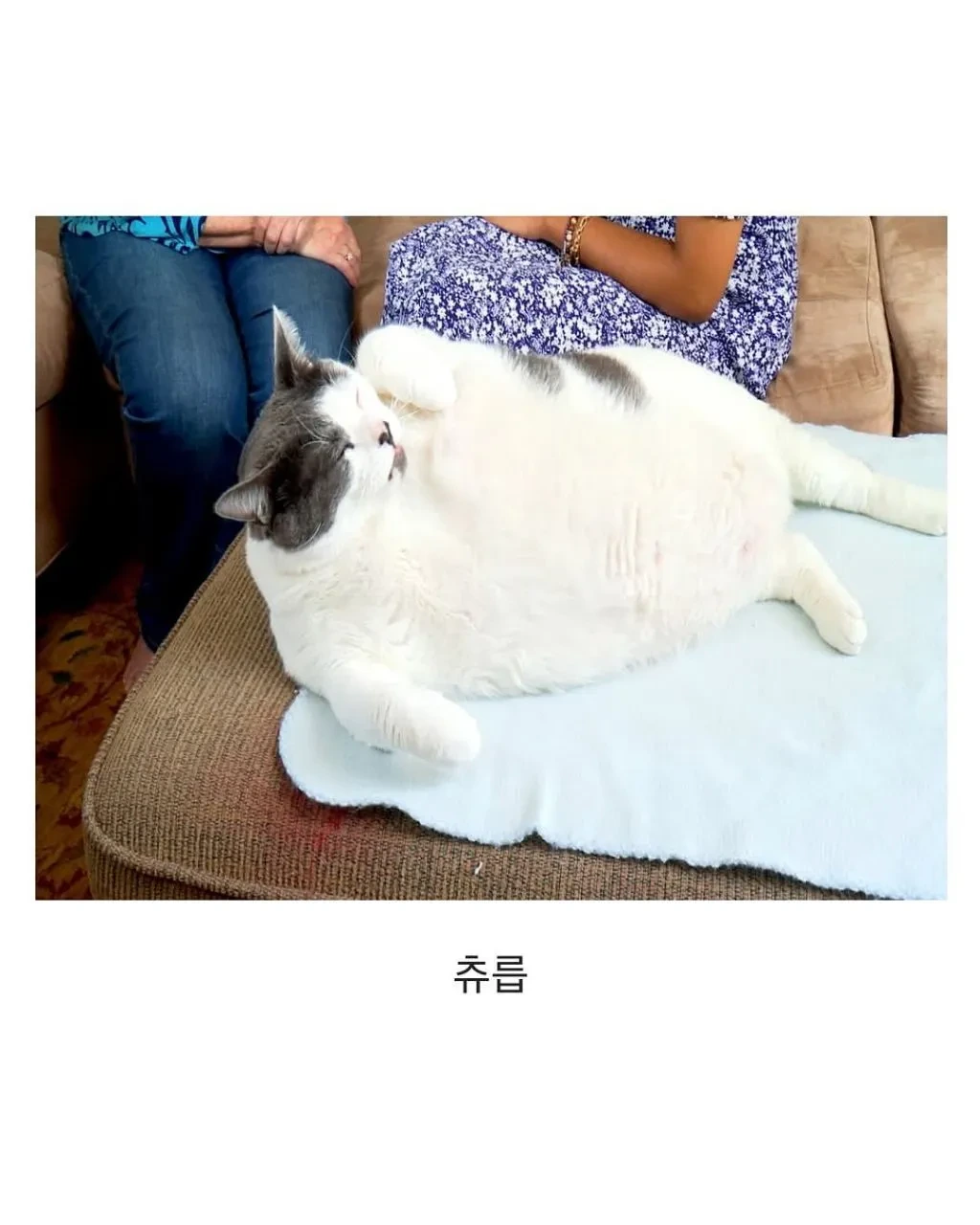 미국의 18kg 뚱냥이