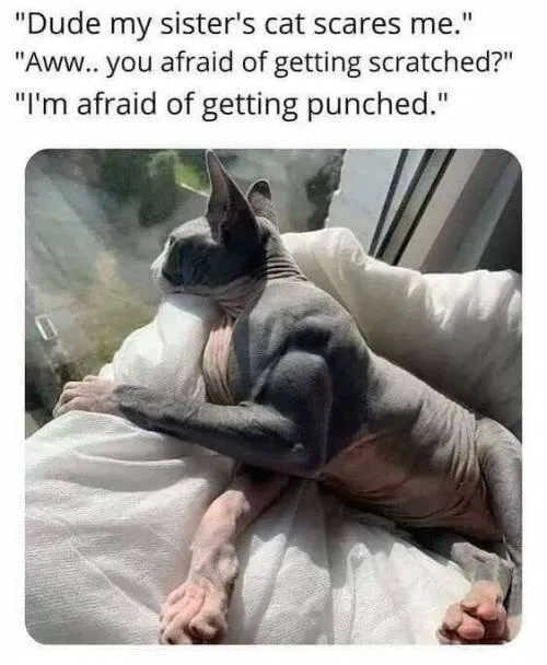 여동생 고양이가 무섭다는 오빠