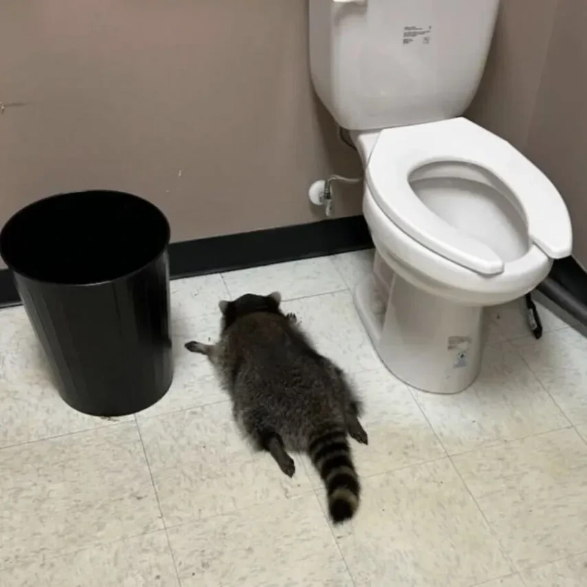 미국 한 화장실에서 발견된 주류매장 침입 용의자