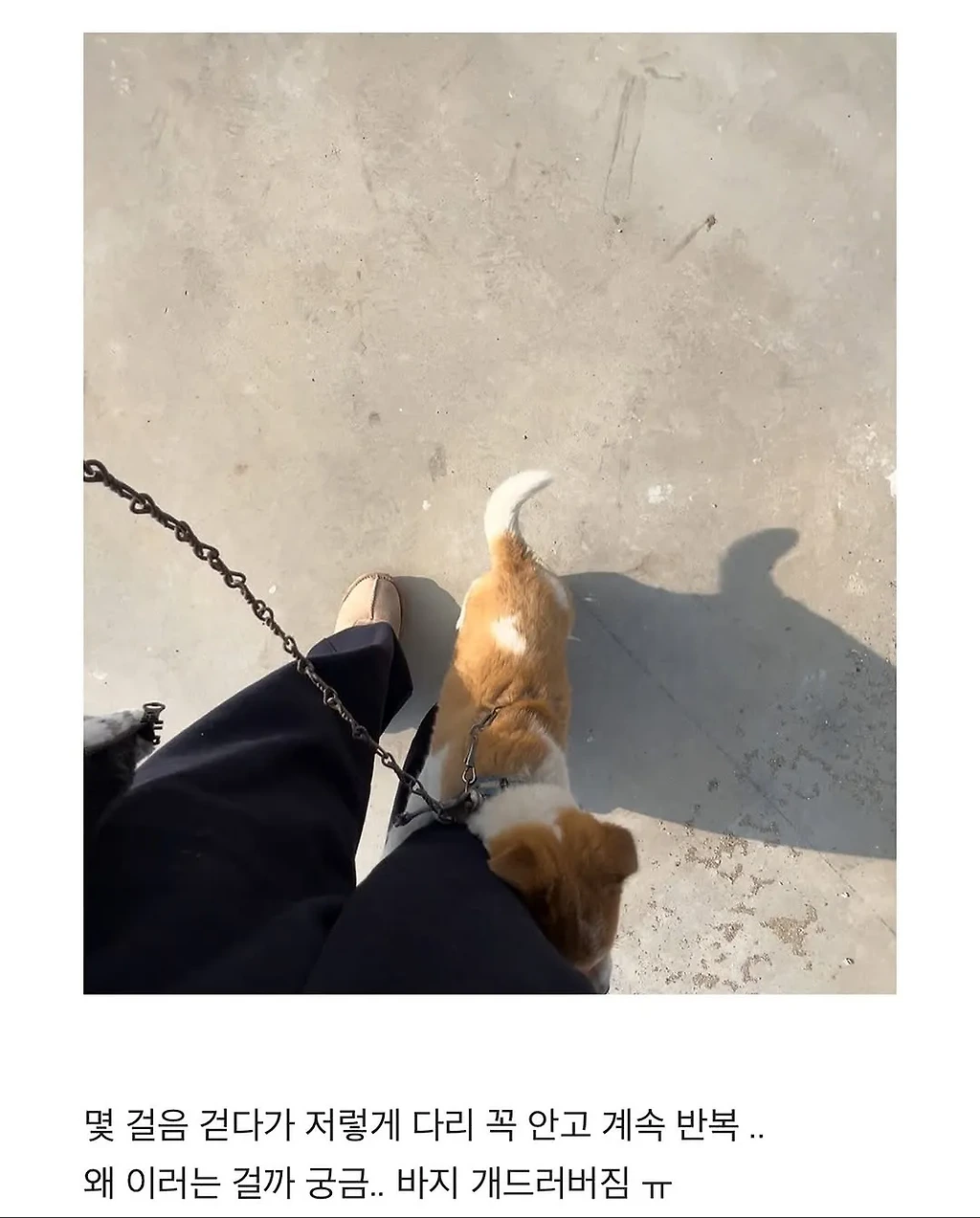 할머니집 시골 강아지랑 산책가기.jpg