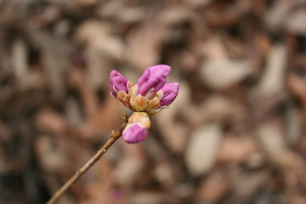 제암리~수도암~수촌리 (158.3.28) 이미지