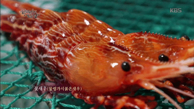 [유머] [기타]
		          독도 새우. -  와이드섬