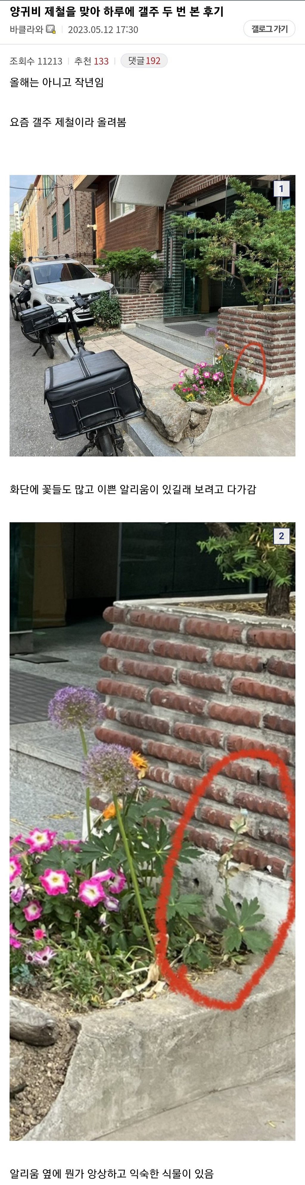 하루에 2번이나 양귀비 발견한 식물갤러.jpg