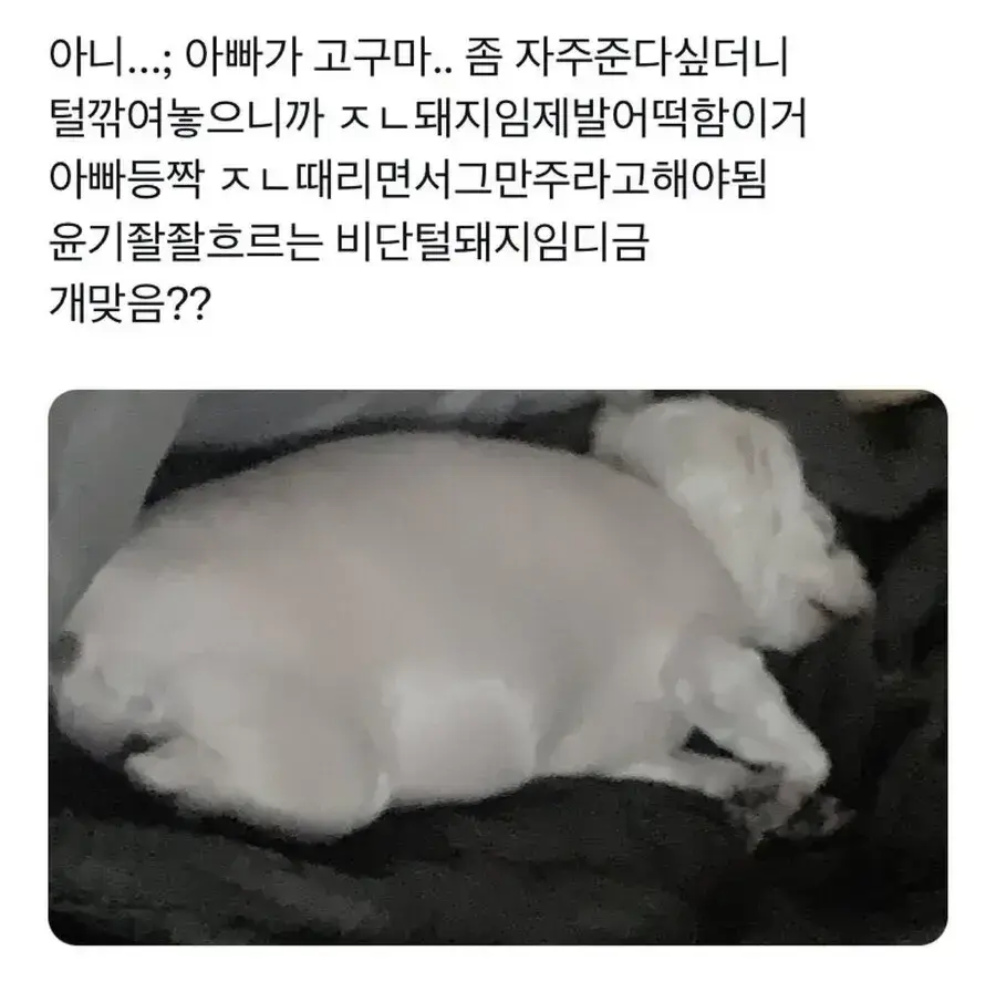 강아지가 살쪄서 털이라도 깎아 본 견주.jpg