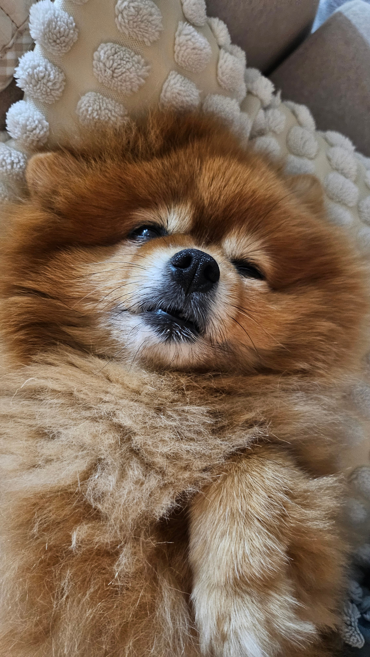 A dog that runs every day