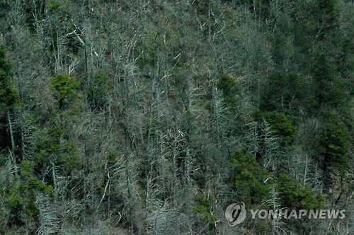 (서울=연합뉴스) 환경단체 녹색연합은 기후변화 때문으로 추정되는 한반도 내륙의 침엽수 집단 고사를 처음으로 확인했다고 4일 밝혔다. 사진은 지리산의 구상나무의 집단 고사 모습. 2016.4.4 [녹색연합 제공]      photo@yna.co.kr