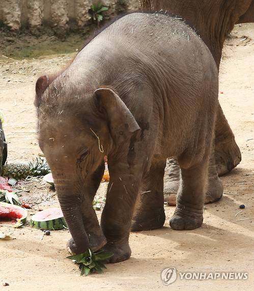 서울대공원 아기 코끼리 백일잔치 케이크.jpg | 인스티즈