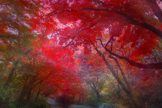 서울 남산 산책로.