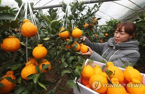 (이천=연합뉴스) 홍기원 기자 = 추위가 찾아온 23일 오전 경기도 이천시의 한 농원에서 농장주 부부가 아열대 과일인 한라봉을 수확하고 있다. 농촌진흥청은 지구온난화가 진행되며 제주와 남부지방에서 재배되던 아열대 과채류가 중부지방에서도 재배되고 있어 새로운 소득작물로 부상하고 있다고 밝혔다. 2016.12.23      xanadu@yna.co.kr