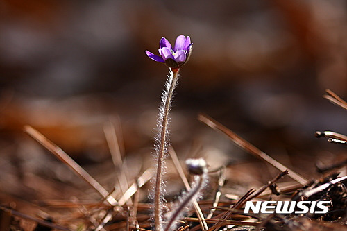 【의성=뉴시스】김진호 기자 = 5일 경북 의성군 단촌면의 천년사찰 고운사 골짜기에 야생화 ‘청노루귀’가 봄 소식을 알리듯 꽃망울을 터뜨렸다.   청노루귀는 청색(혹은 자주색, 보라색) 꽃도 아름답지만 햇빛 속에 반짝이는 줄기를 감싼 은빛 털도 매력적이다. 2017.03.05   kjh9326@newsis.com