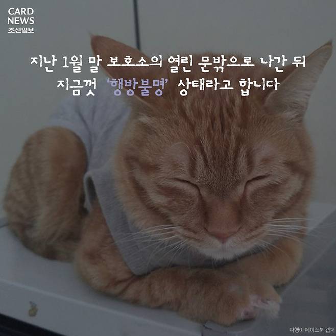  행방불명된 다행이를 찾습니다 | 인스티즈