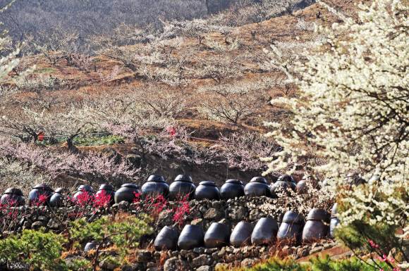 전남 광양 섬진마을 매화