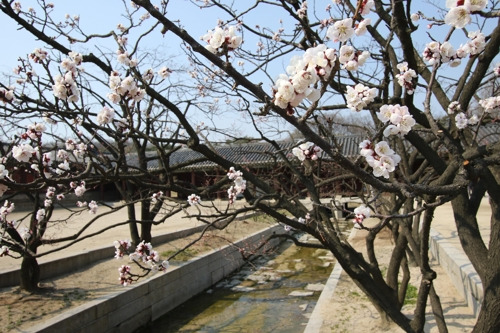 (서울=연합뉴스) 박상현 기자 = 창경궁 옥천교에 핀 매화.