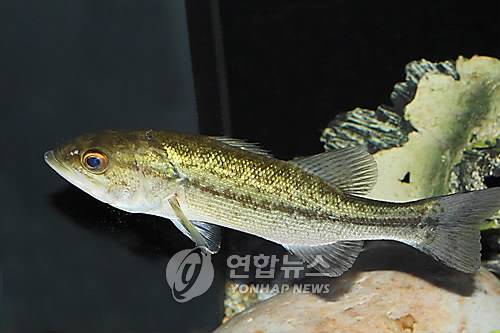 붕어랑메기랑 이미지