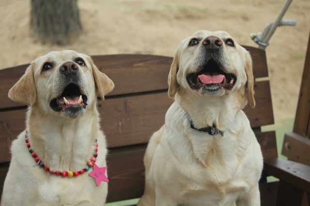 황현정 전 아나운서가 강아지 시절 안내견 후보견으로 훈련하기 위해 함께 했던 빛나(왼쪽)와 현재 함께 살고 있는 솔잎이 환하게 웃고 있다.