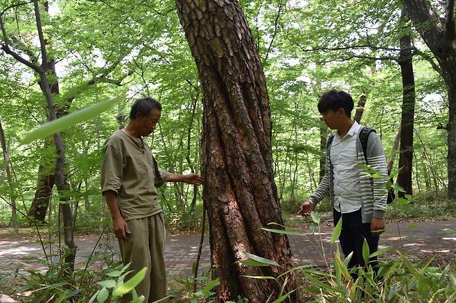 울산생명의숲 이사장 정우규 박사(왼쪽)가 소나무 11그루가 한 줄기로 합쳐진 ‘11주 유합 동체’ 소나무를 살펴보고 있다. 울산생명의숲 제공