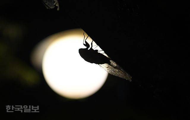 [170807-5] [저작권 한국일보]신상순의 시선 - 밤을 빼앗긴 매미의 비명. 2017.08.07 신상순 선임기자 /2017-08-07(한국일보)
