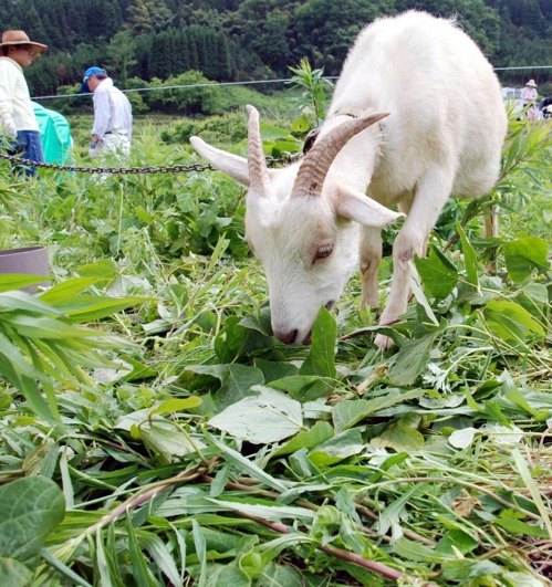 [돗토리 교도=연합뉴스 자료사진] 일본 서부 돗토리시 가와하라초의 잡초로 무성해진 유휴농지에서 염소를 활용한 잡초 제거 작업이 이뤄지고 있다.