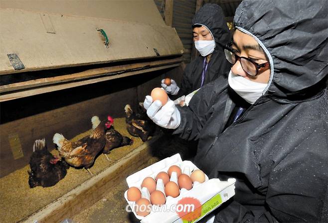 농장 계란 전수 검사 - 15일 경기도 화성시에 있는 한 산란계 농가에서 국립농산물품질관리원 검사요원들이 계란을 수거하고 있다. 전날 경기도 남양주의 한 농장에서 생산한 계란에서 살충제 성분이 검출됨에 따라 정부는 전국 모든 산란계 농장에서 계란 출하를 전면 중단시키고 전수 검사에 돌입했다. /성형주 기자