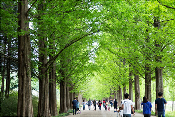 우리나라에서 가장 아름다운 숲길 가운데 하나로 꼽히는 담양 메타세쿼이아 길. 담양군이 2012년부터 입장료를 받기 시작했지만 아직도 상당수 탐방객들은 입장료를 내야 걸을 수 있다는 사실을 잘 알지 못한다.