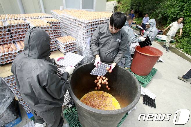 18일 오후 경남 창녕군 유어면 산란계 농장에서 살충제 성분이 기준치를 초과한 계란을 군청 가축 위생관리 관계자들이 폐기 처분하고 있다.2017.8.18/뉴스1 © News1 이철우 기자