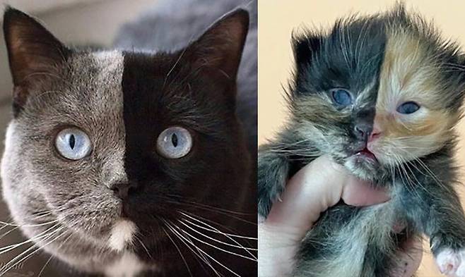 왼쪽 나니아, amazingnarnia 인스타그램 캡처·오른쪽 살구, 미국 테네시주 보호소 인스타그램 캡처